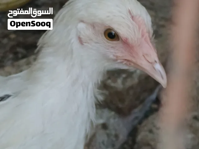 افراخ دجاج بلديات ولوهمان عمر شهرين ونصف