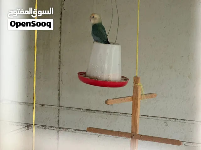 انثى روز منتجة
