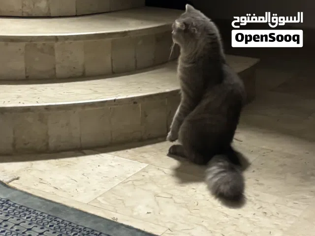 two cats