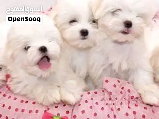 Chiots Bichon maltais nain a vendre