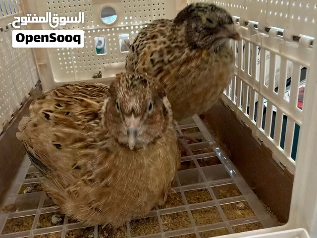 Quail’s young free