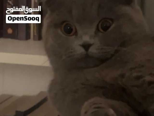 تزاوج برسوم