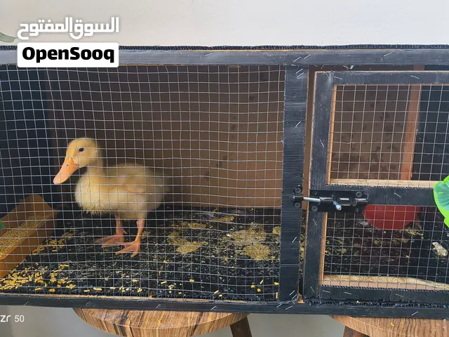 بطة مع الاكل مع القفص للبيع بسعر مغري 10 دينار التوصيل مجاني داخل الزرقاء الجديدة