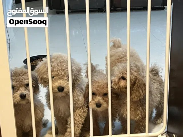 Adorable toy poodle puppies born January 17th! Very small size and weight! ONLY 1 LEFT
