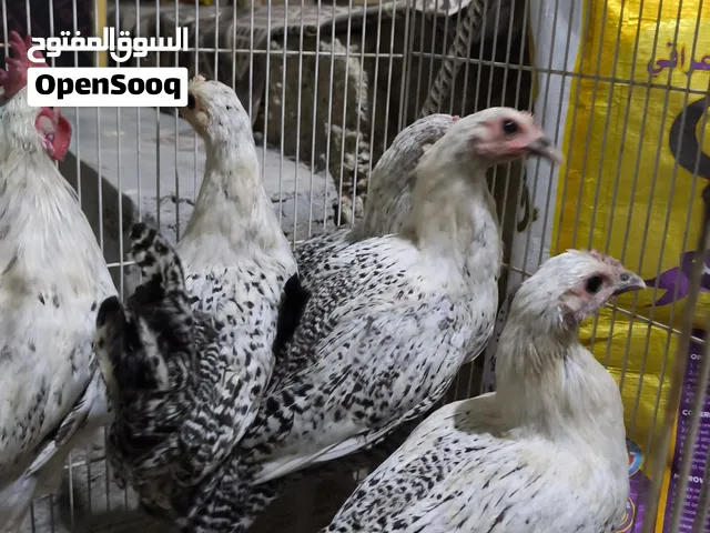 دجاج فيومي فضي للبيع