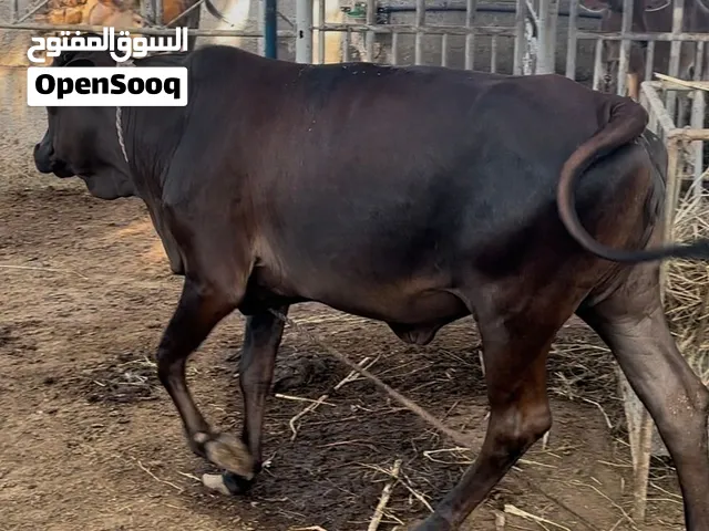للبيع عجلات تهجين وشي محلي شي بكر وشي ام ولده عجلات بياض وجه