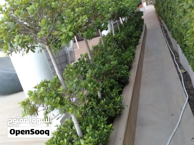 FriendsGarden landscape