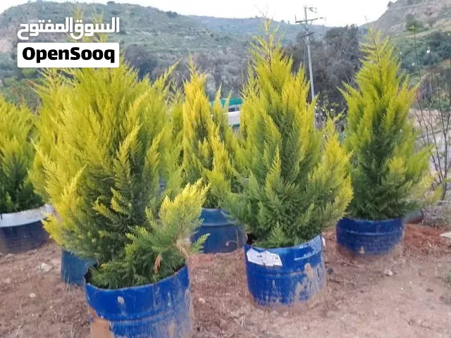 وفرنا لكم أشجار مثمرة وزينة