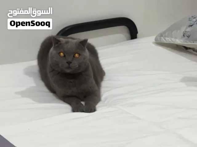 BRITISH SHORTHAIR MALE CAT FOR ADOPTION