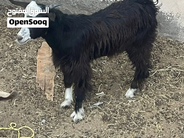تيس عماني ماشاء الله مامخصاي للبيع..