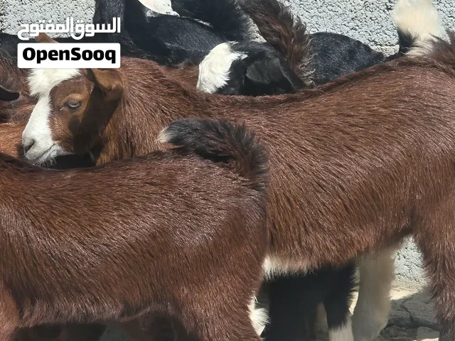 للبيع جداية رضعان فول فول سمنة ماشاء الله فرصه الي يدور شي زين ماعليهن كلام عدد 8 سعر جملة راس53جملة