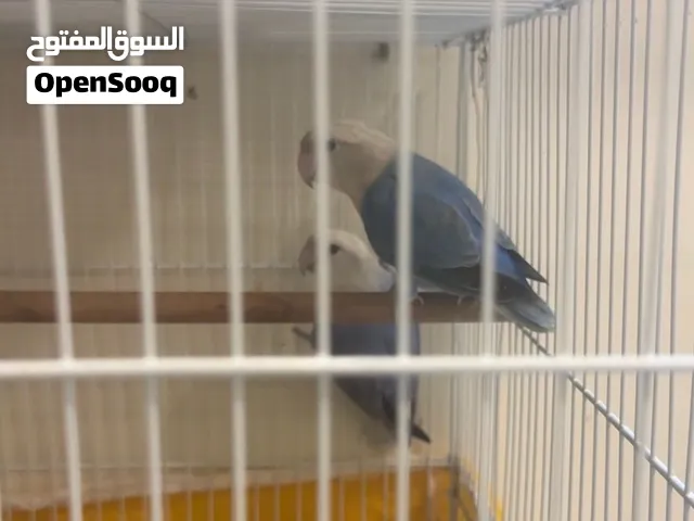 لاف بير اوبلاين