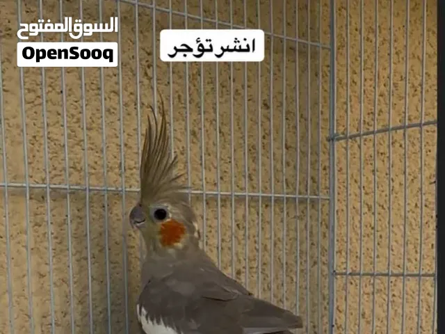 كوكااتيل.  طيور طالعات من مستويات جداً جميله