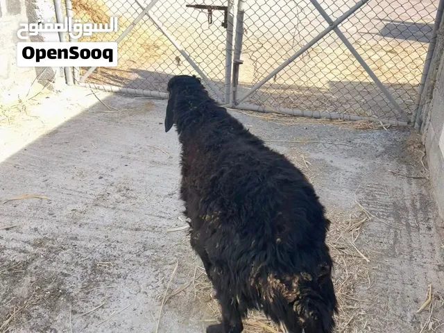 جدايا وكباش من حلال الجبل