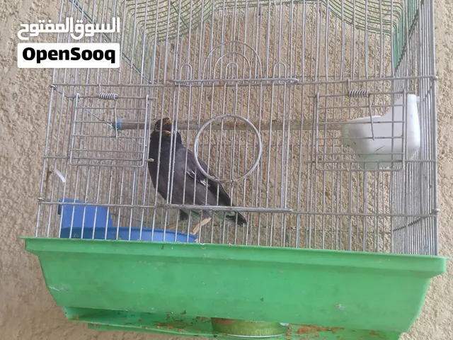 ميناء للبيع سعره 76الف متلكم أربع صوات