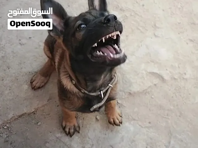 نتايه مالينو استندر اول نوع نزل للمالينو حجمها صغير مش كبير اوي قويه جدا دمها حامي ومبتبطلش لعب