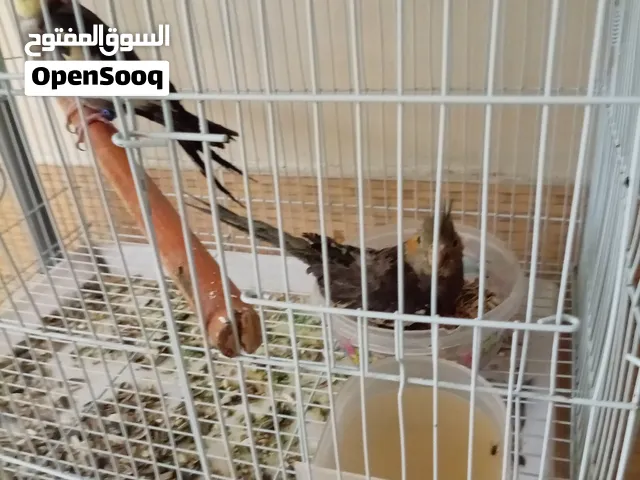 للبيع زوج كوكوتيل الايف وذكر كروان غير الايف