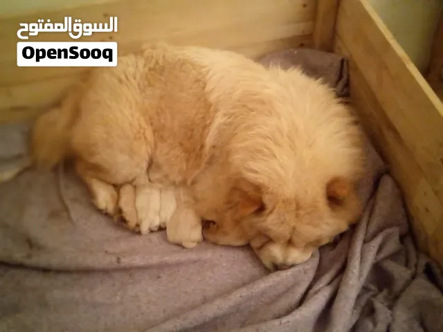 chow chow female