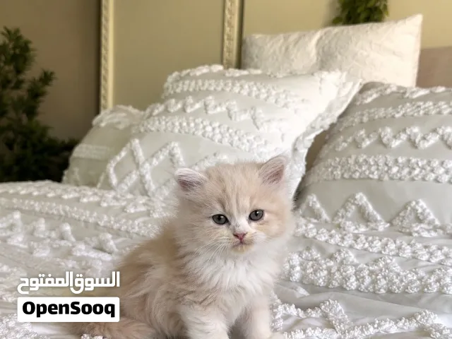 للبيع قطط صغيرة جاهزة للتوصيل