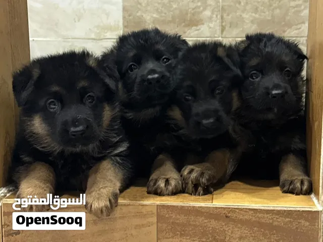 German shepherd puppies top quality يراوه جيرمن شيبرد مستوى عالي