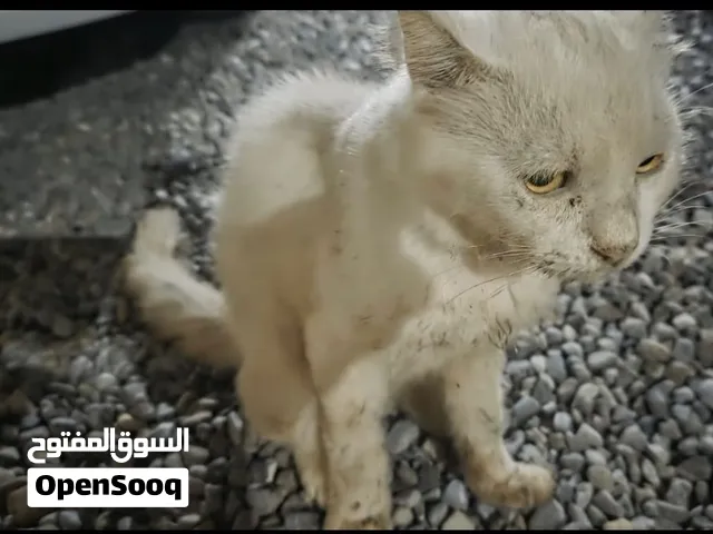 قطه للبيع  اقر الوصف
