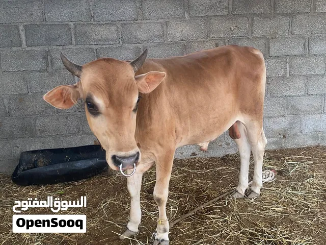 للبيع عجلال باقي التفاصيل في الوصف