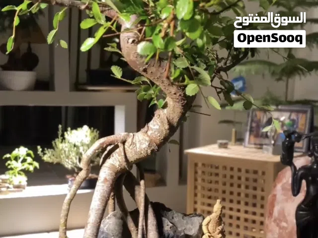 شجرة بونساي من نوع زلكوفا /Zelkova bonsai tree 9years old