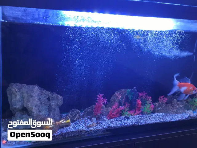 حوض سمك مع كامل اغراضو وتدفئة سميك جدا تم تعديله ليتناسب مع الاطفال وحماية للحوض