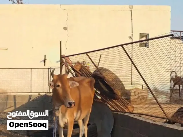 عجله الدار وبكر