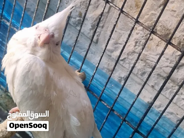 كوكتيل أبيض مميز