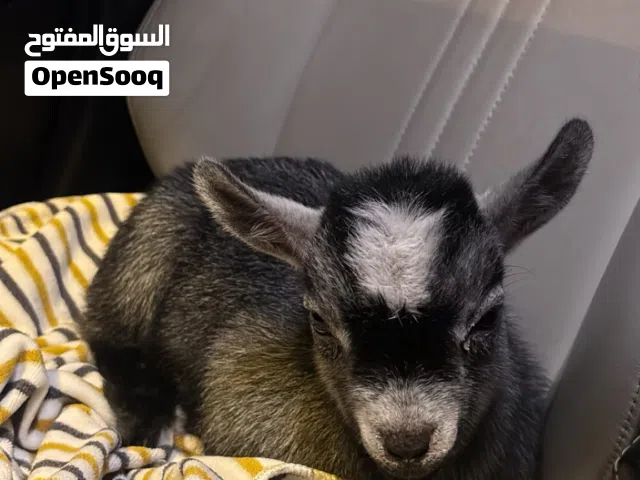 للبيع ماعز القزم