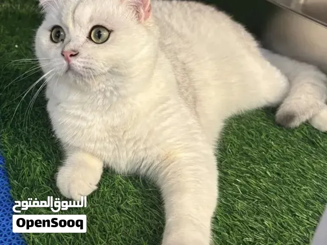 للبيع  ذكر منتج سكوتش ستريت سلفر