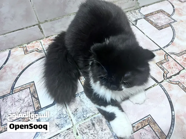 قط ذكر تركش انجورا