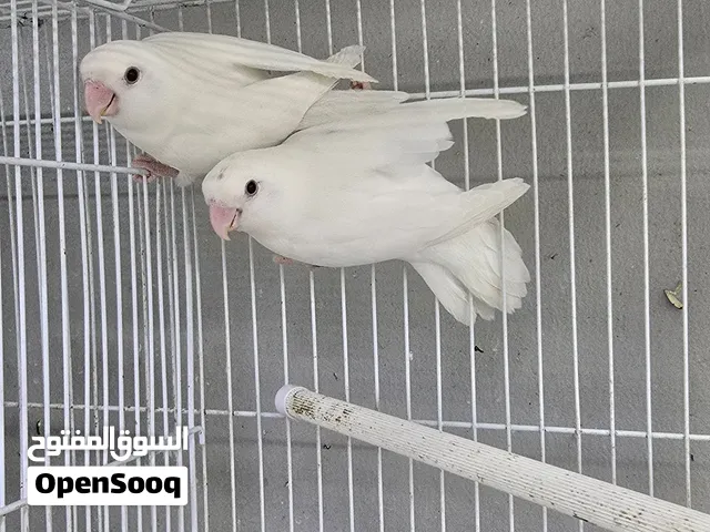 للبيع زوج لاف بيرد البينو منتج حجم وصحة