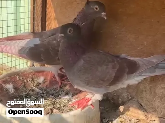 مراوس بتور