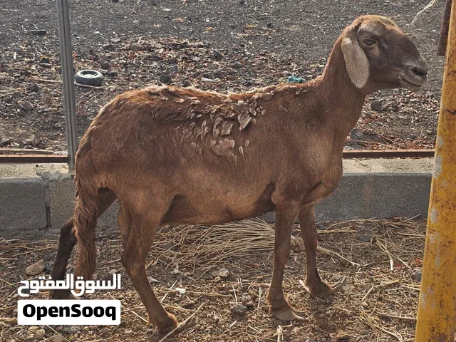 للبيع جاعده سواكني عشار