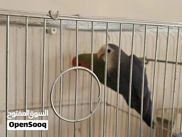 جوزين روز مع فروخ وجوز بادجي وببغاء درة وقفصين للبيع بسعر مغري