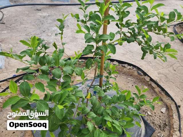 مطلوب شتلات سدر كبيرة الكويتي الممناز