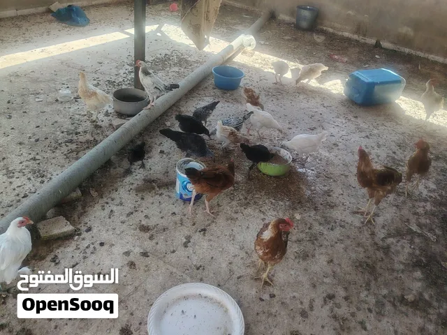 ديوك وفرخات لوهمان
