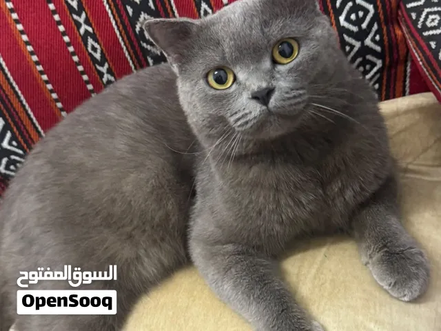 سنوره او قطه سكوتش للبيع