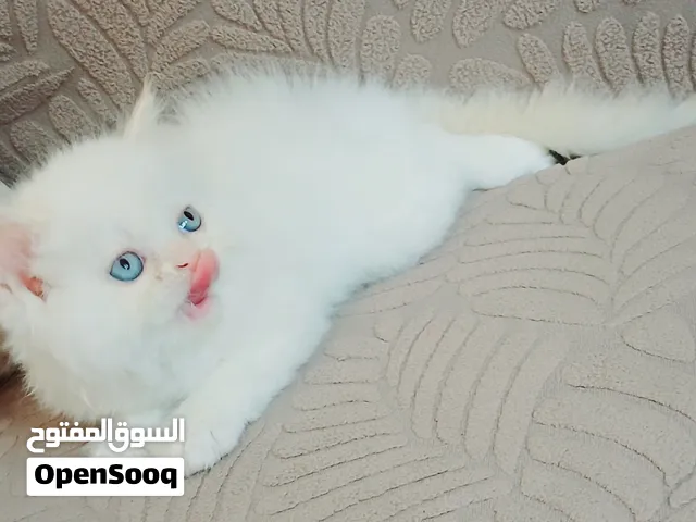 كيتن ذكر هيمالايا اورنج 48 يوم مدرب ومطعم