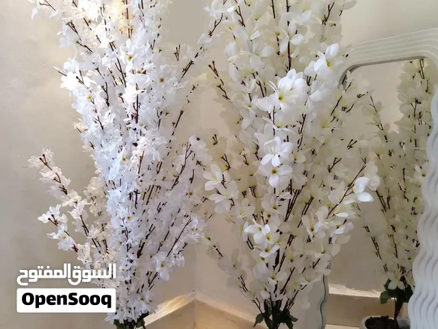 شجره اللوز ارتفاع 120سم