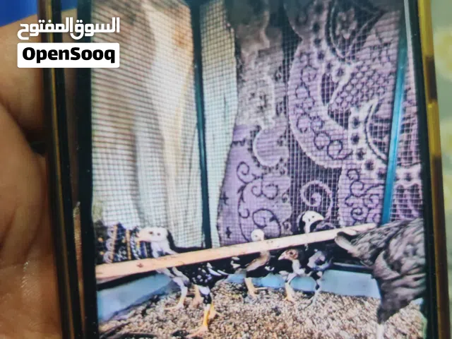 صيصان باكستاني للبيع Pakistani Aseels chicks for sell