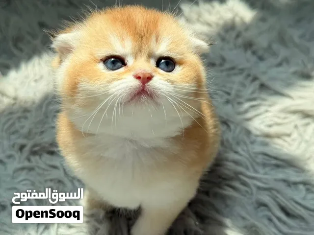 كيتينز بريتش و سكوتش اناث و ذكور