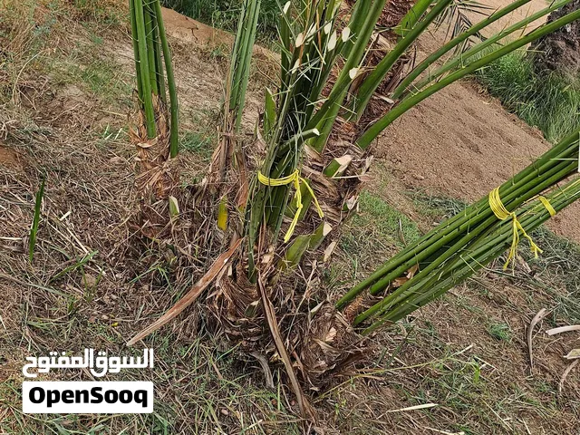 فسائل نخيل للبيع بسعر جدا ممتاز 4 ريال خلاص