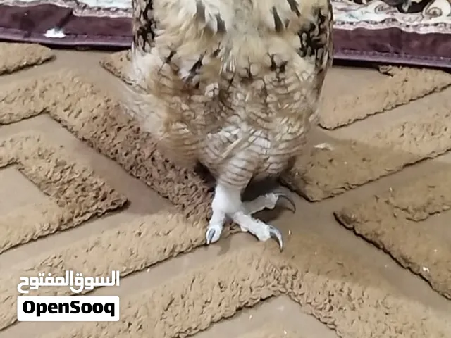 بومه عمر اشهر ربه بالبيت