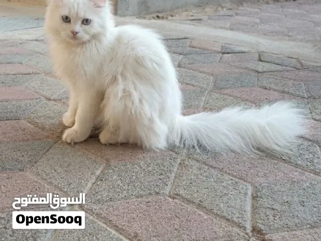 قط شيرازي ذكر