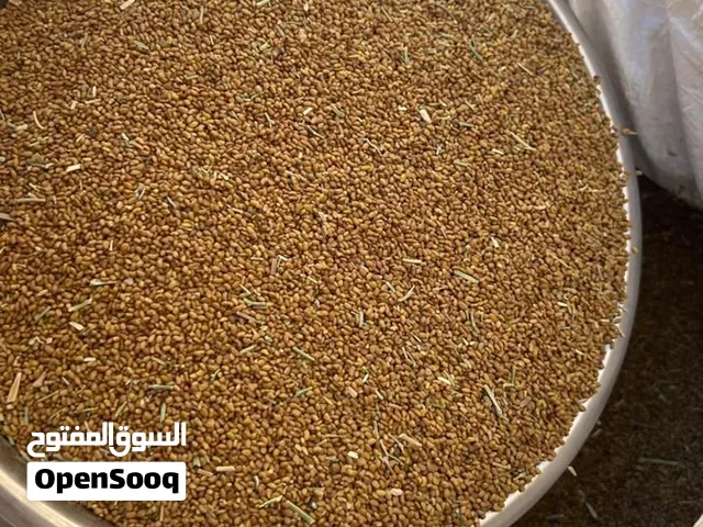 بذر قت عماني مضمون المن ب 50 ريال انتاج ولايه بهلاء