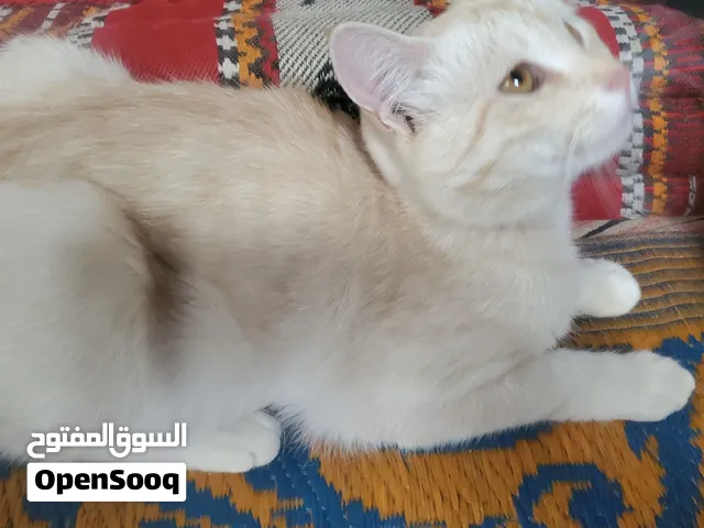 عندي قطط لتبني