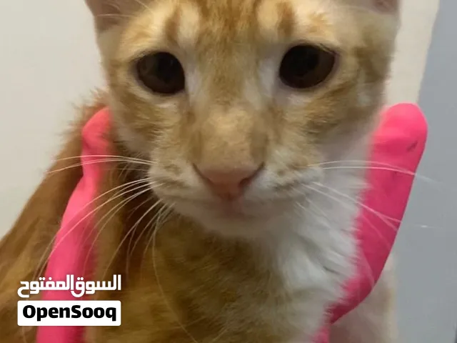 معروضه للتبني قطه انثى برتقاليه غير معقمه